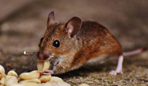 24 Hour & Emergency Exterminators in Miami, OK